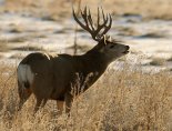 Quad Cities Hunt Club Iowa